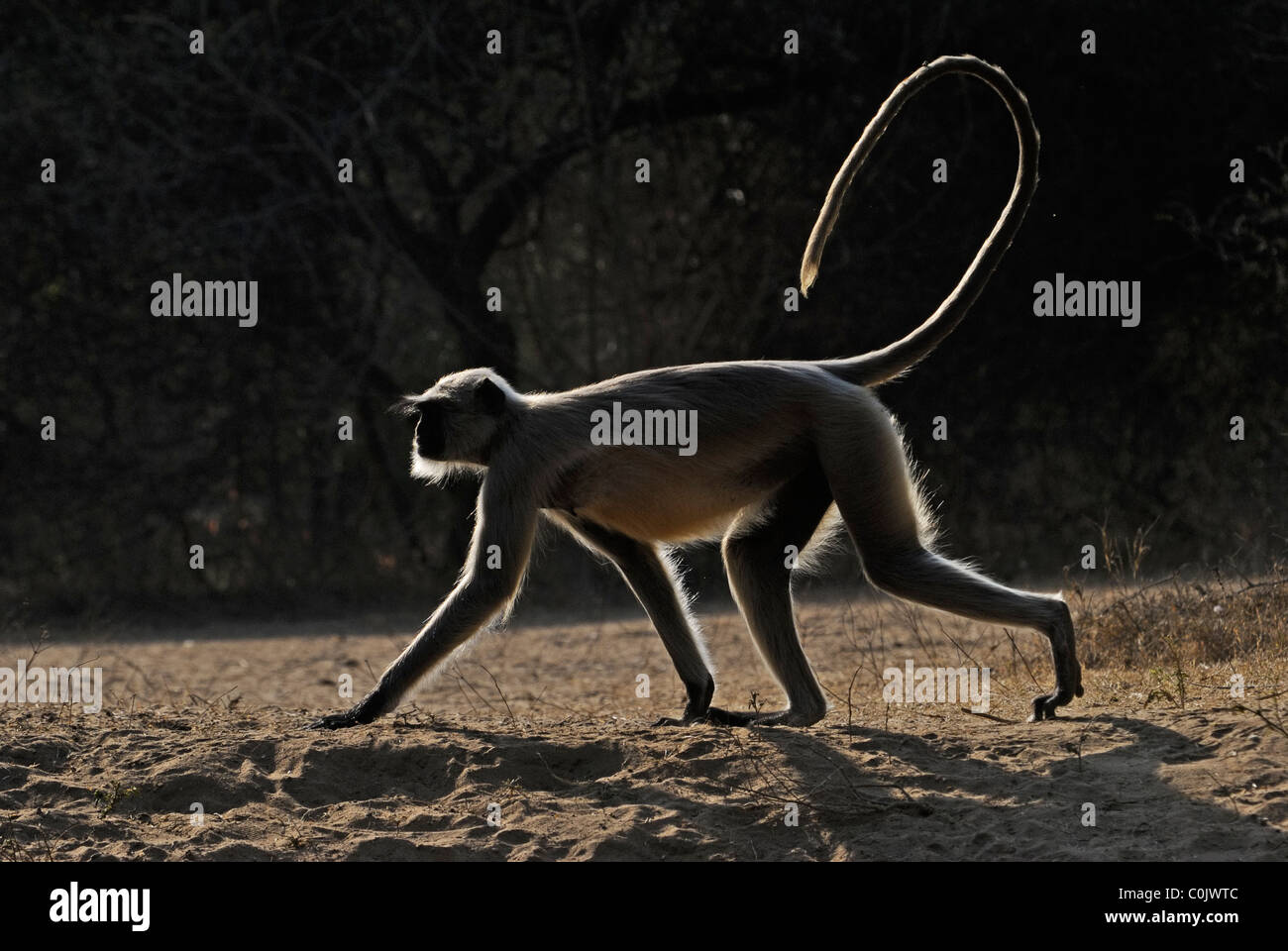 Südlichen Plains grau Languren (Semnopithecus Dussumieri) / Hanuman-Languren zu Fuß auf den Boden Stockfoto