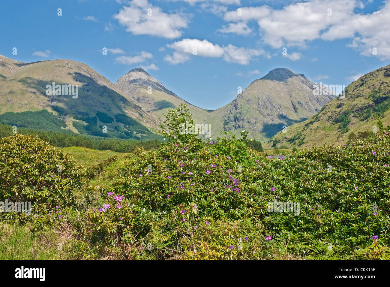 Frühsommer Blick auf Glen Coe Hügel von Glen Etive in Schottland mit Rhododendren blühen am Lochan Urr Stockfoto