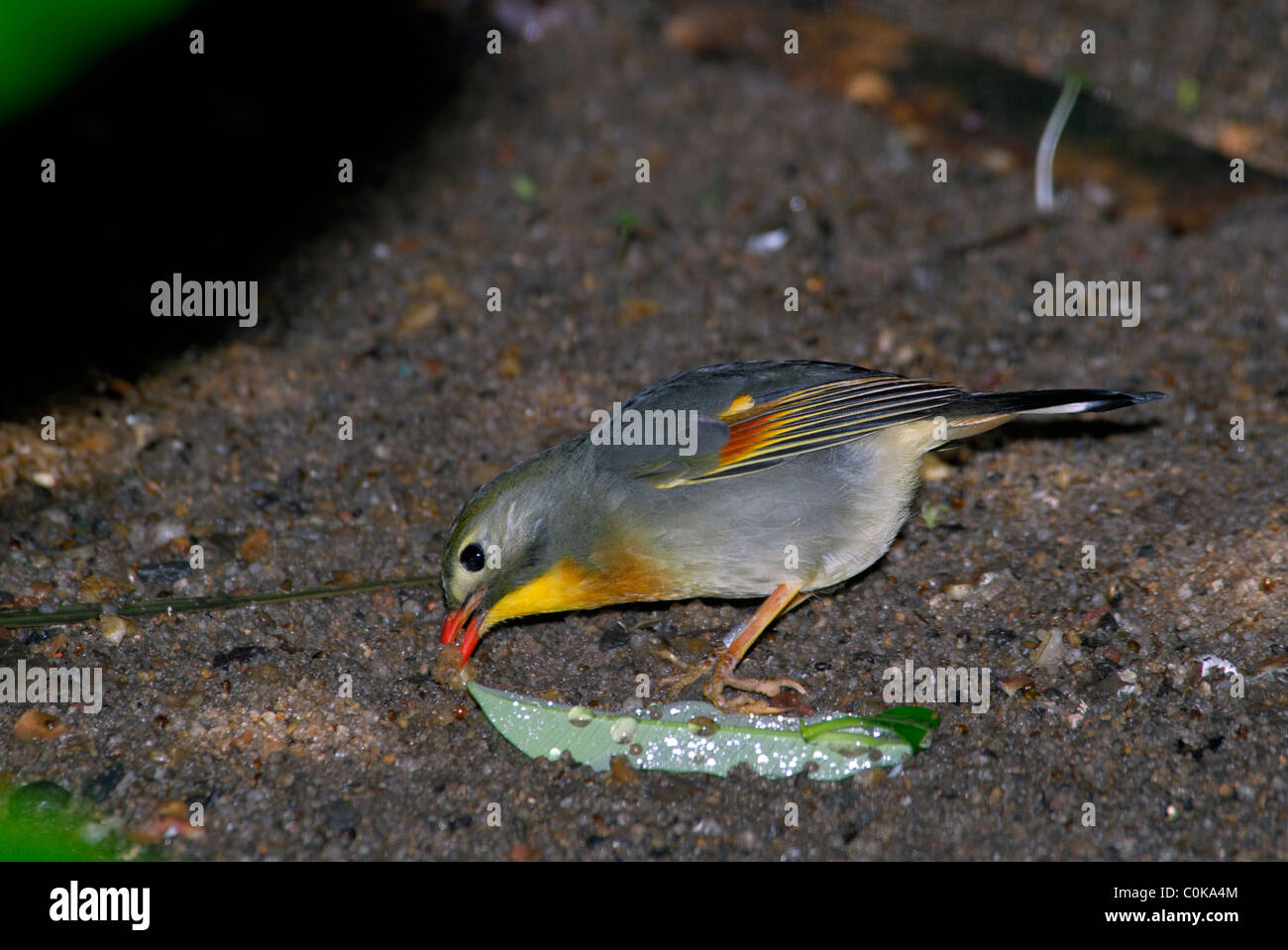 rot-billed Leiothrix, auch bekannt als Peking Robin, Gefangenschaft, Hong Kong Stockfoto