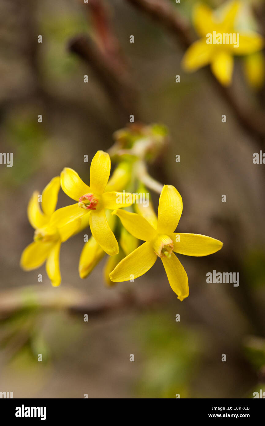 Gelben Forsythien blühen Ende Februar in Oxfordshire. Stockfoto