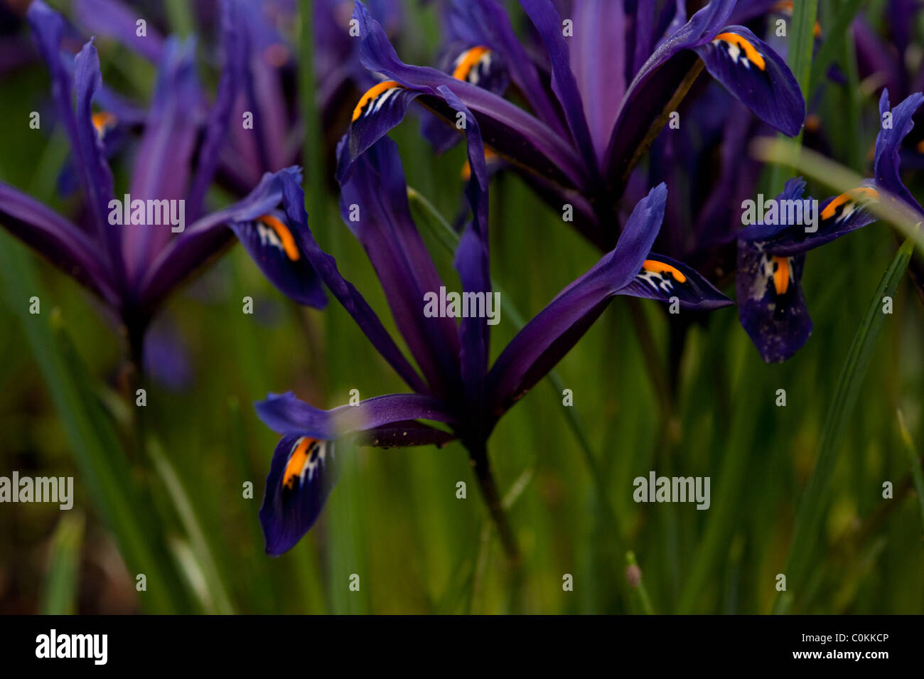 Dunkel lila Feder Schwertlilien (Iris Reticulata) blühen im Februar in Cambridgeshire. Stockfoto