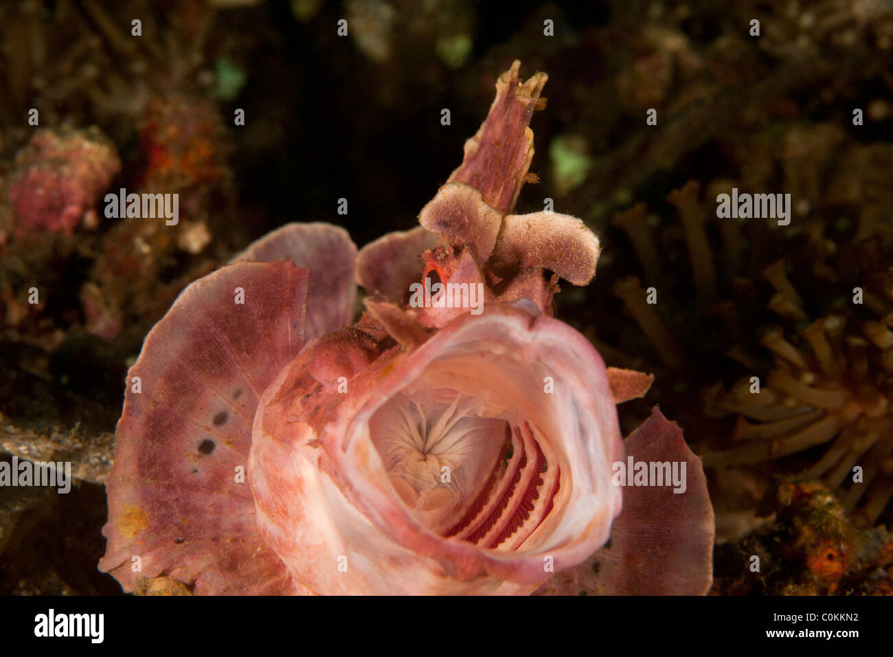 Weedy Drachenköpfe (Rhinopias Frondosa) mit Mund öffnen, Lembeh Strait, Nord-Sulawesi, Indonesien Stockfoto