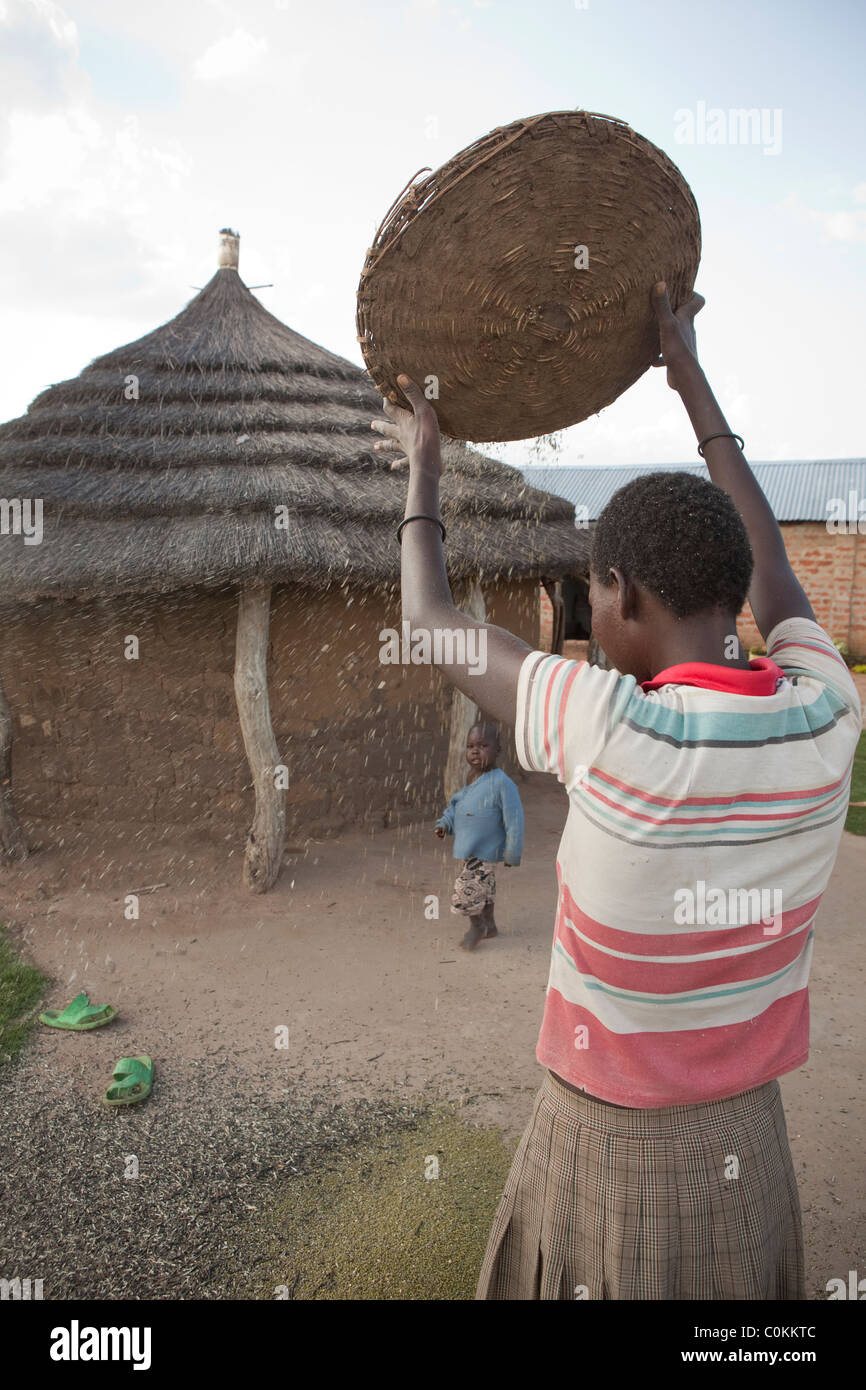 Eine Karamojong Frau trennt die Spreu vom Weizen in NE Uganda, Ostafrika Kuh Erbsen. Stockfoto