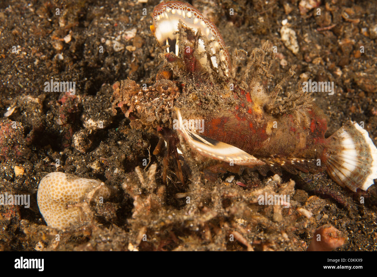 Stachelige Devilfish (Inimicus Didactylus), Lembeh Strait, Nord-Sulawesi, Indonesien Stockfoto