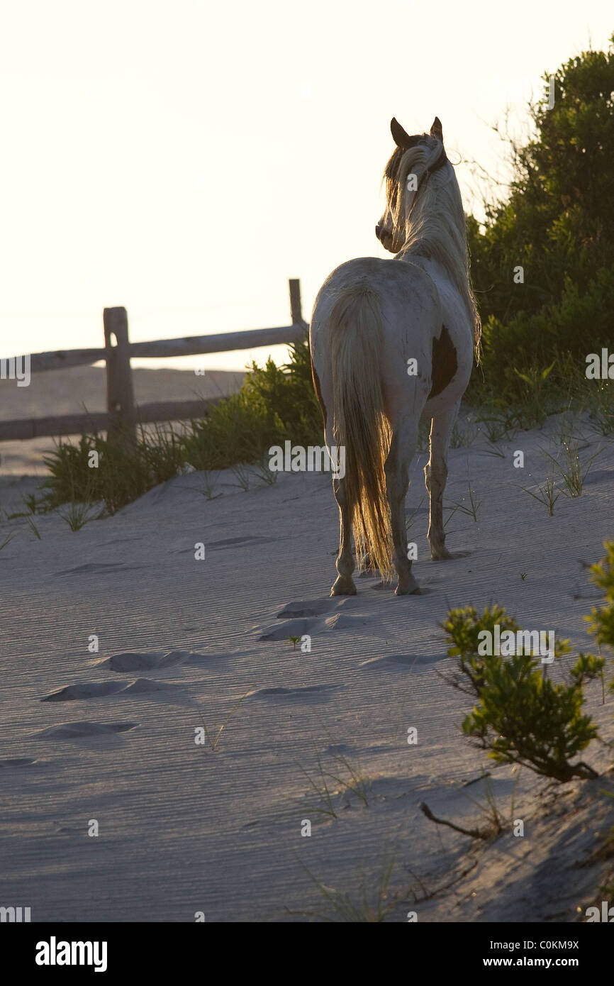 Assateague wildes Pony, (Equus Caballus), einsamer wilder Hengst auf Strand, Assateague Island National Seashore, Assateague Insel Stockfoto