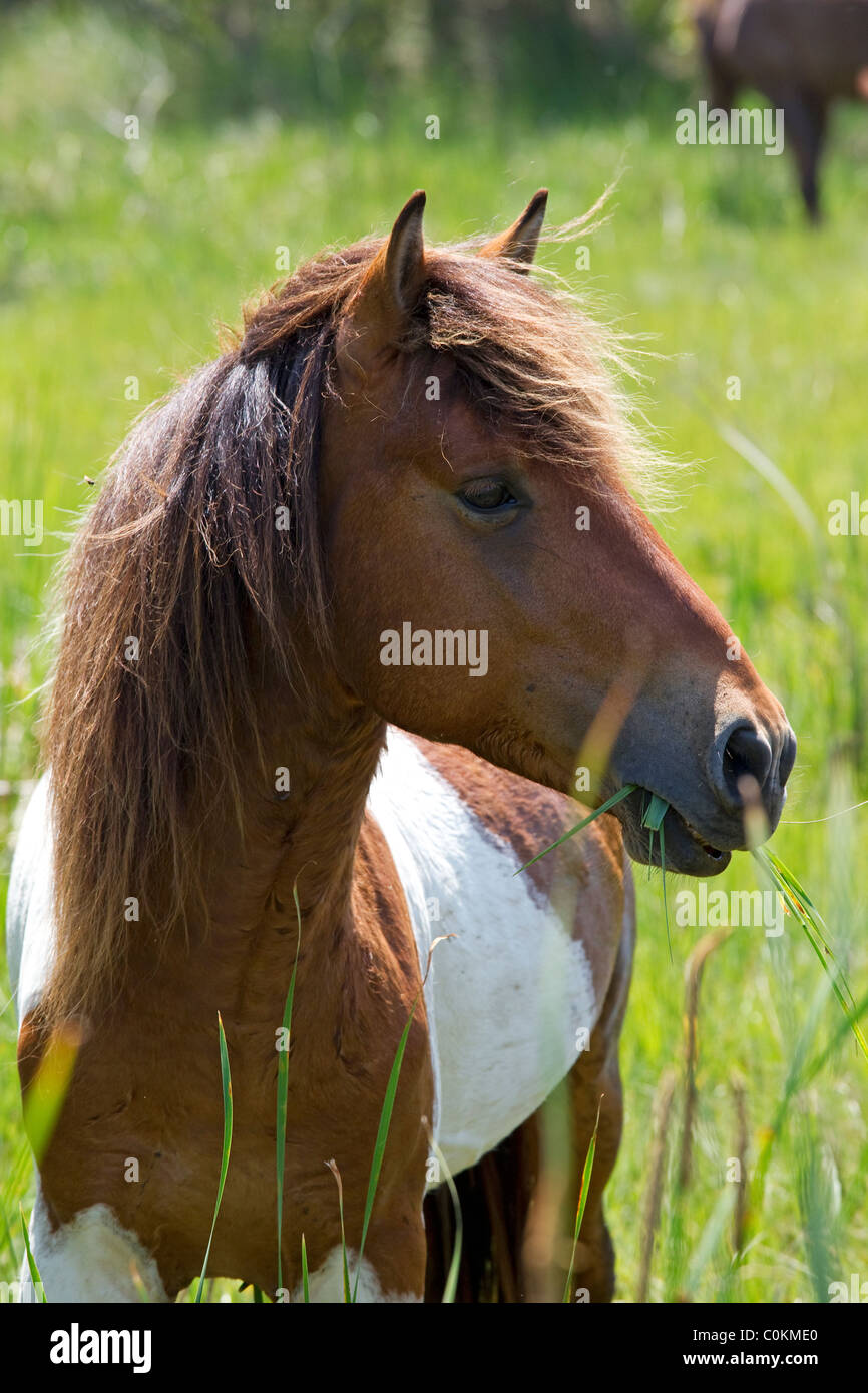 Assateague wildes Pony, (Equus Caballus), einsamer wilder Hengst im Sumpf, Assateague Island National Seashore, Assateague Island Stockfoto
