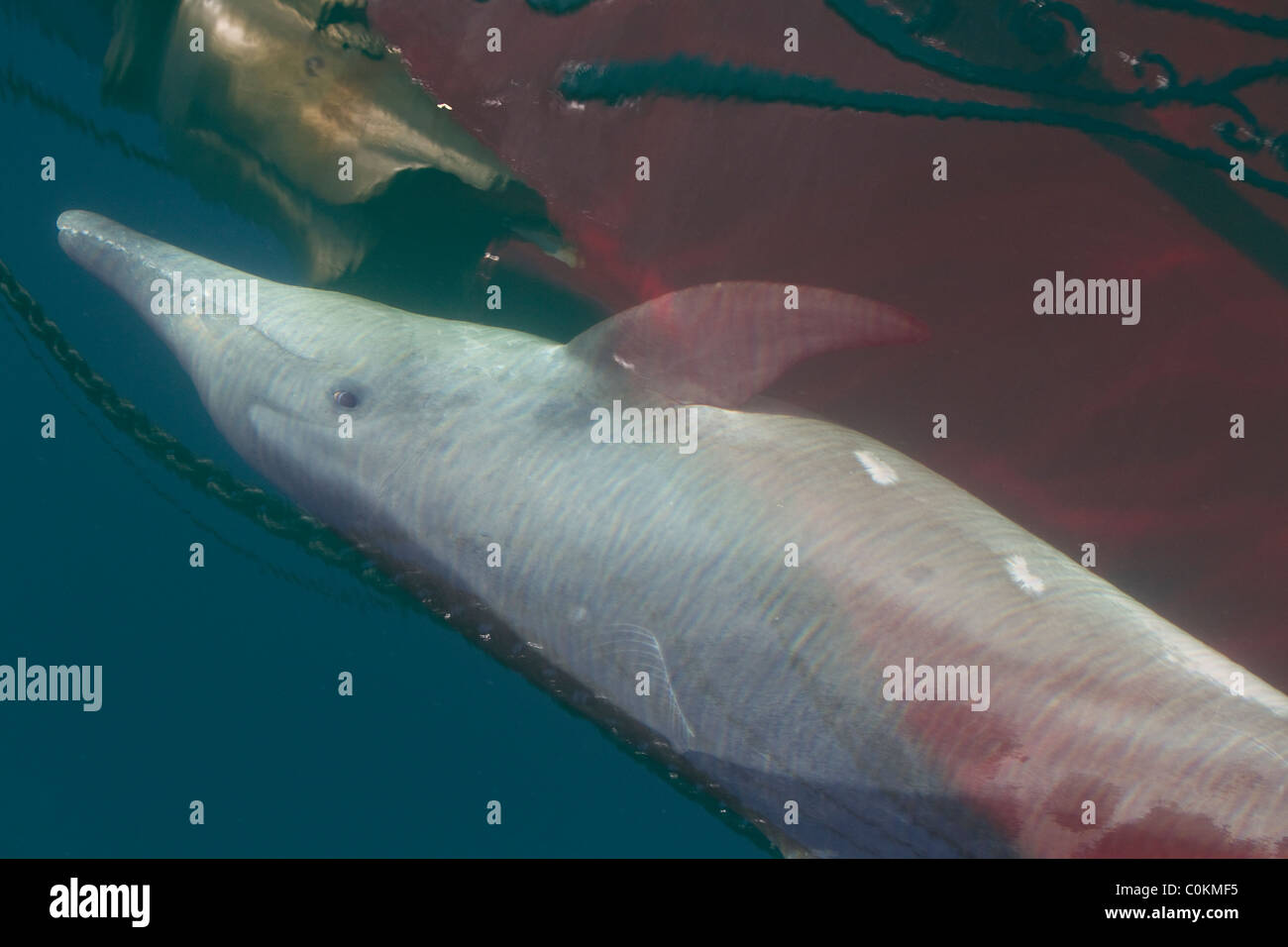 Rau, gezahnten Delphin Bogen Reiten unter Bug des Bootes auf dem Meer Stockfoto