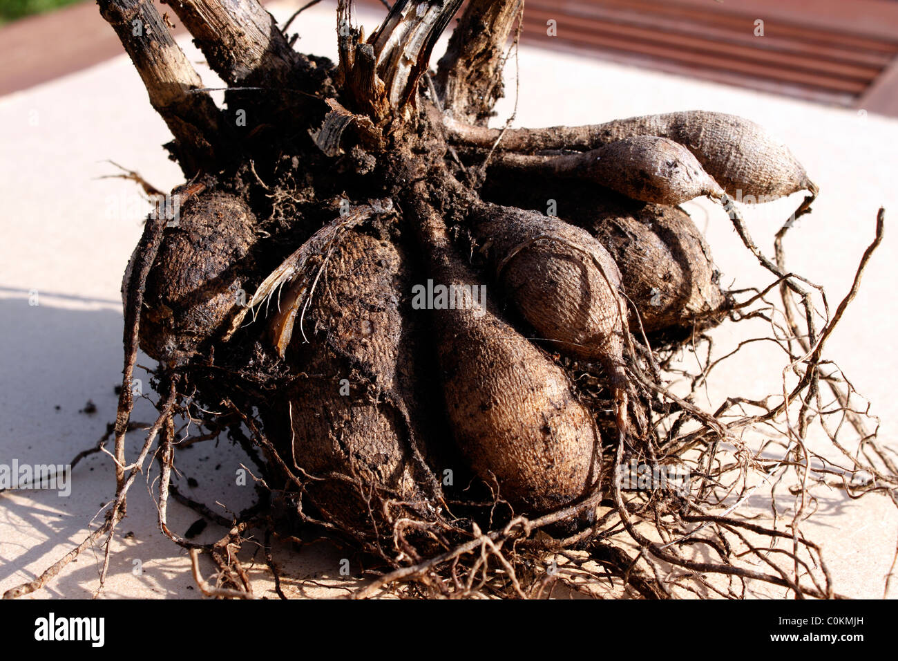 DAHLIEN KNOLLEN BEREIT ZUM TEILEN ODER PFLANZUNG IM FRÜHJAHR. Stockfoto