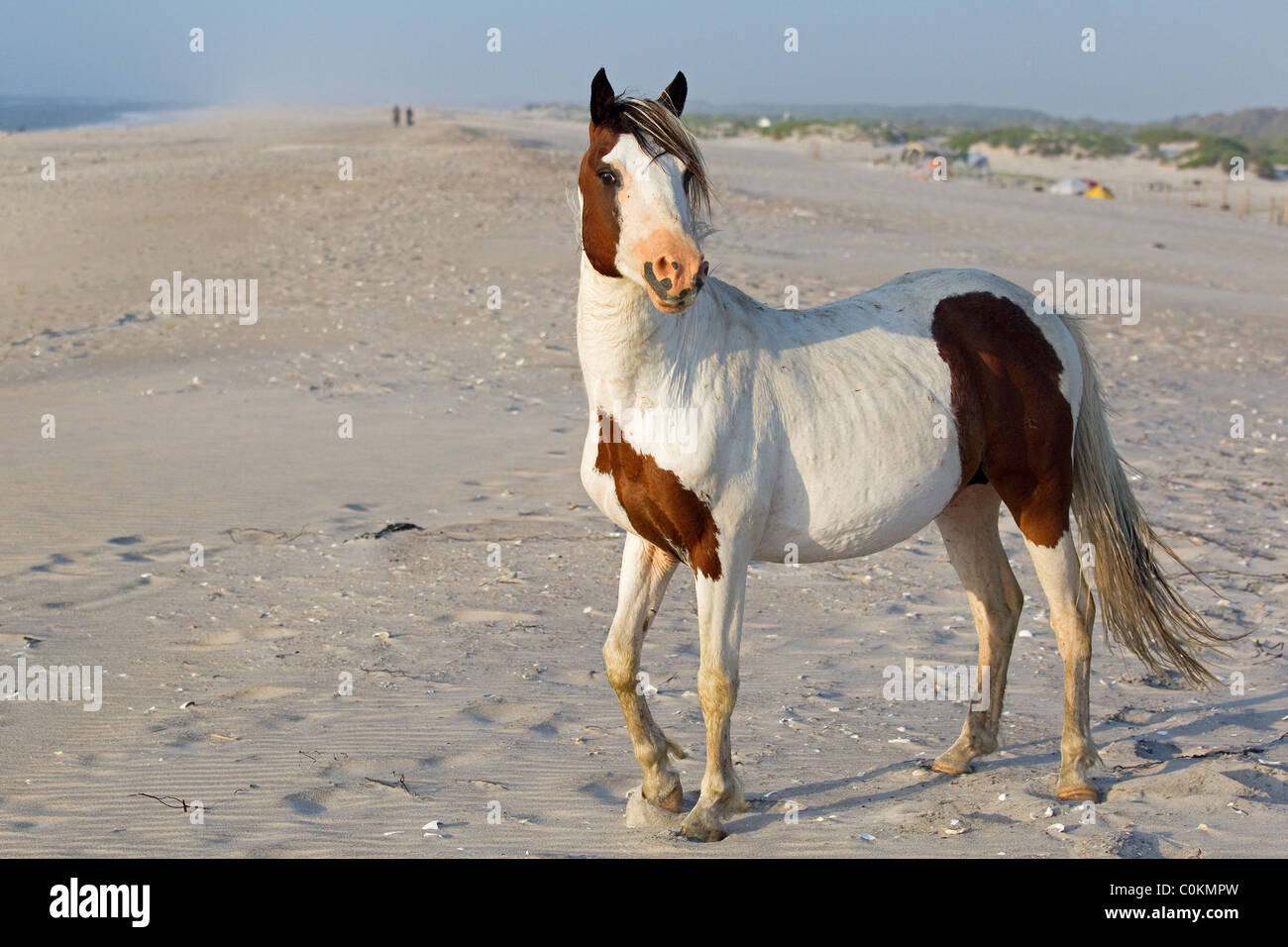 Assateague wildes Pony, (Equus Caballus), einsamer wilder Hengst auf Strand, Assateague Island National Seashore, Assateague Insel Stockfoto