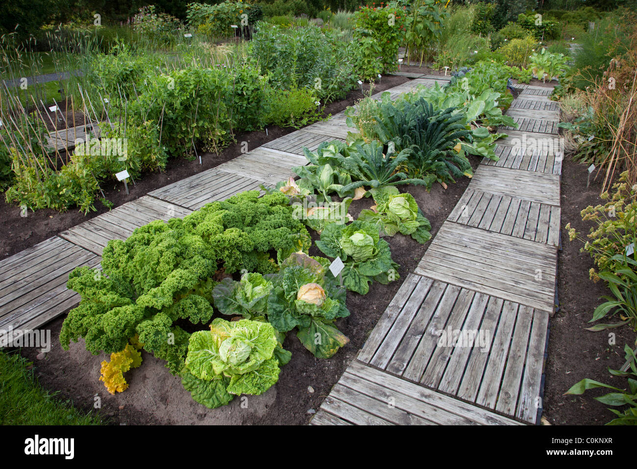 Exemplare verschiedener Kohlarten, die im Botanischen Garten der Universität Oulu in Finnland wachsen Stockfoto