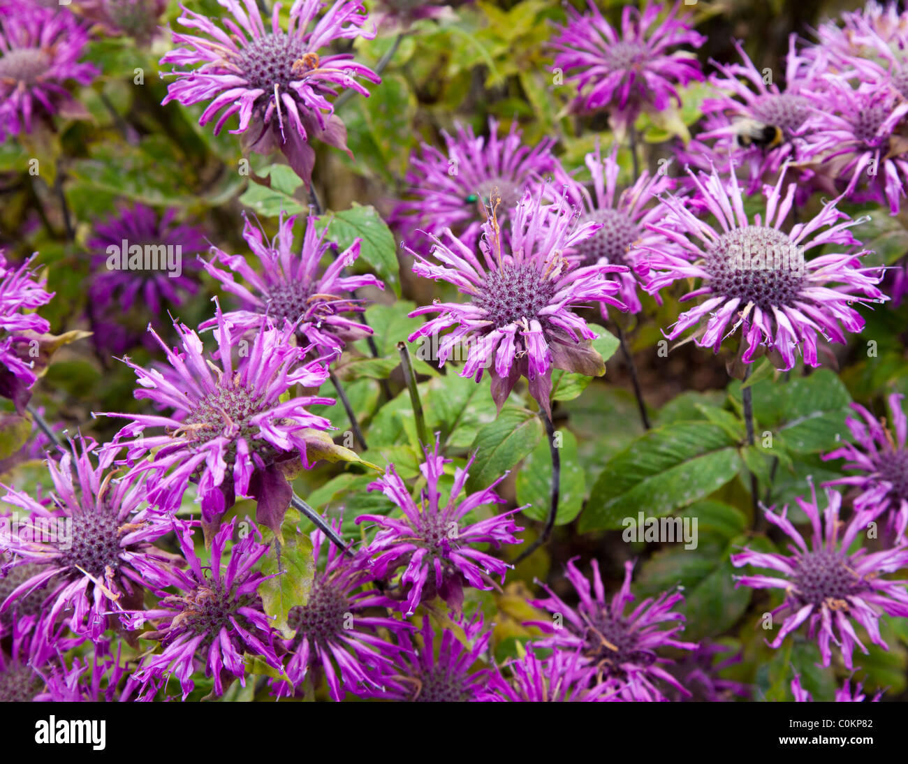 Lemon Mint ( Mentha Citrata , Lamiaceae ) blühenden , Finnland Stockfoto