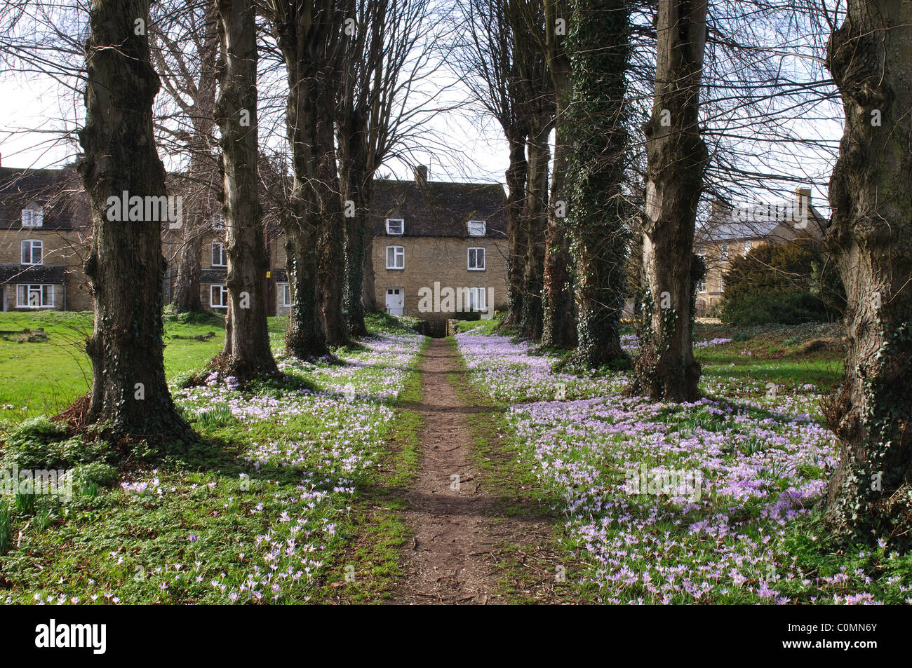 Lindenallee mit Krokus, Heilige Dreifaltigkeit Kirchhof, Ascott unter Wychwood, Oxfordshire, England, UK Stockfoto