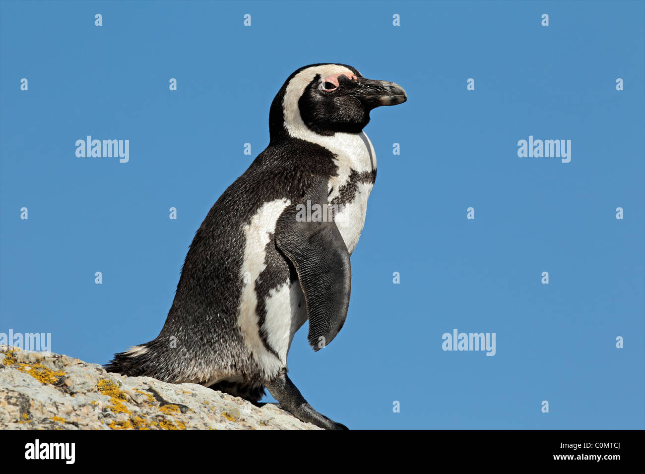 Afrikanische Pinguin (Spheniscus Demersus), Boulders Beach, Südafrika Stockfoto