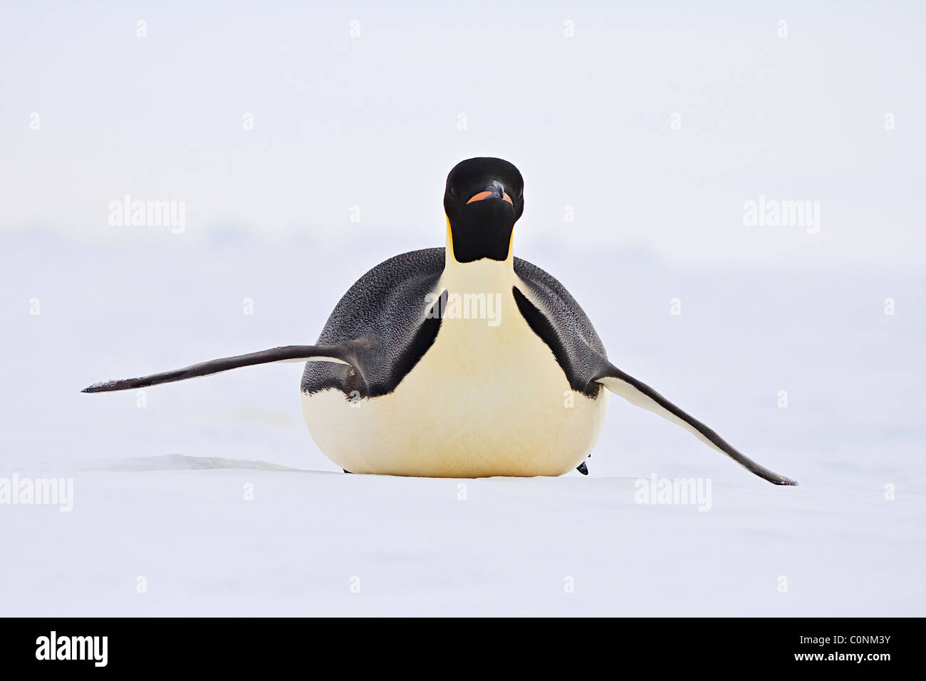 Kaiser-Pinguin gleitet über das Meereis in der Antarktis Stockfoto