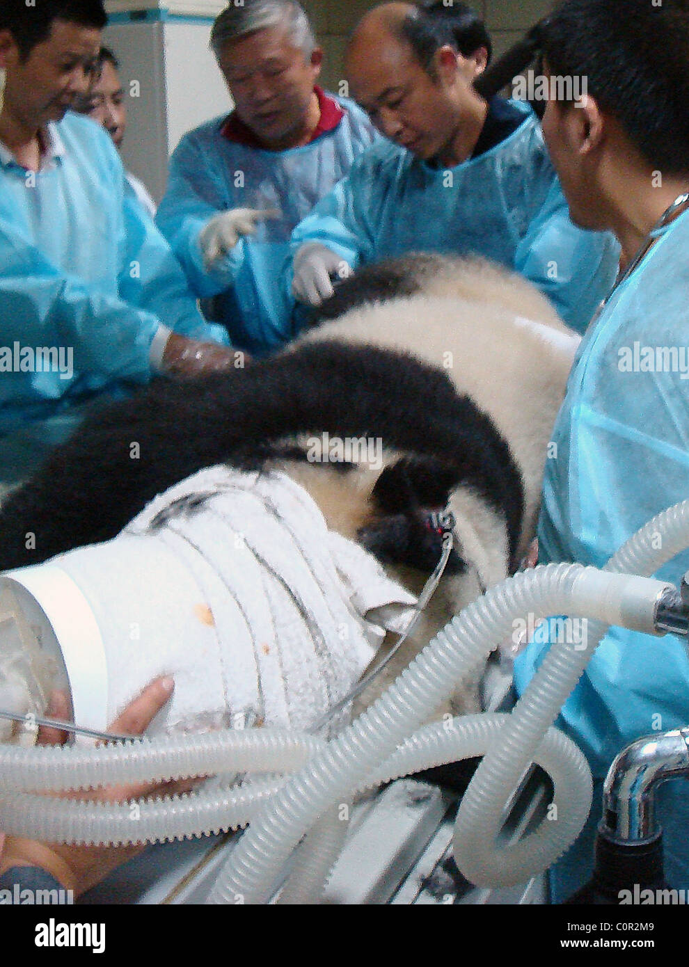 KUNG-Puh PANDA dieser großen Panda-Bär hatte Glück gehabt nach einem Sturz während des Spielens mit seinen pelzigen Freunden leiden. Die Stockfoto