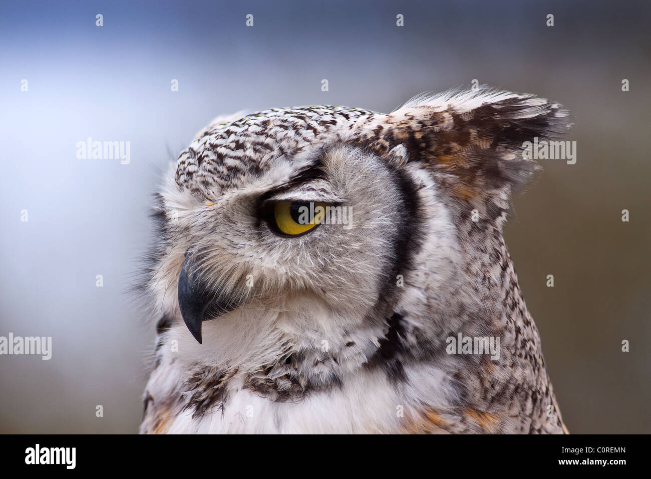 Indischer Uhu Stockfoto