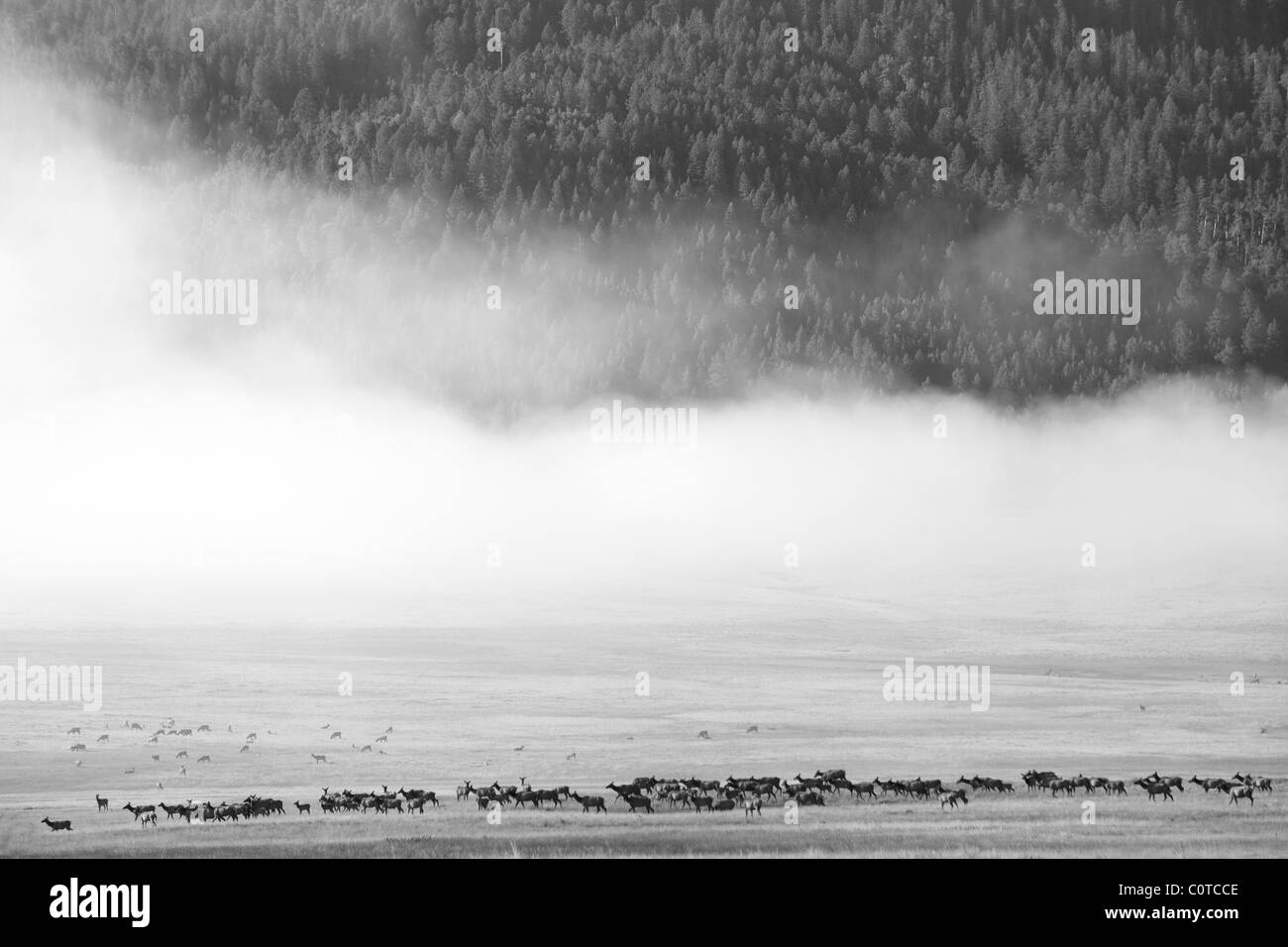 Elch-Herde, Valles Caldera, New Mexico Stockfoto