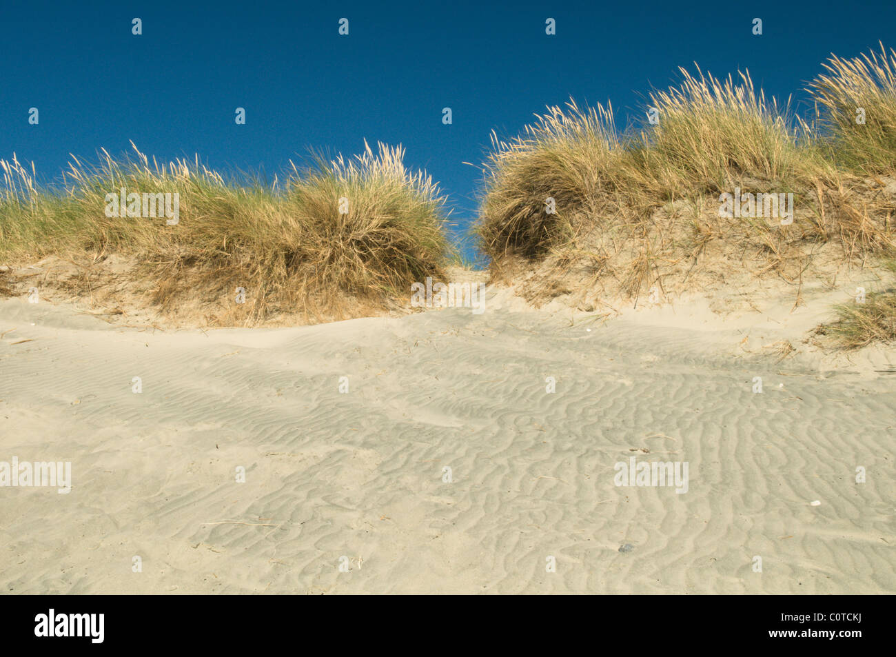 Sanddünen. Ost, West wittering, West Sussex, UK. Juli. marram Gras (Ammophila arenaria) Stockfoto