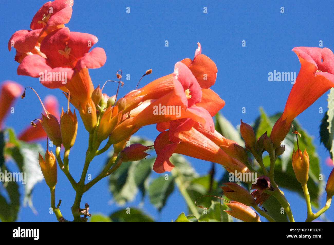 Orange Blumen von Bignonia (Campsis Radicans) im blauen Himmel des Sommers in der Provence Stockfoto