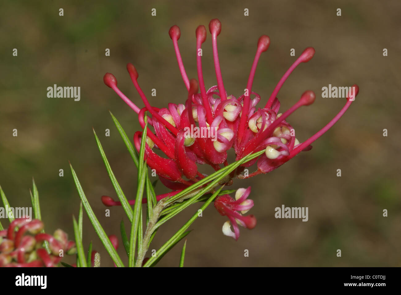 Grevillia rosmarinifolia Stockfoto