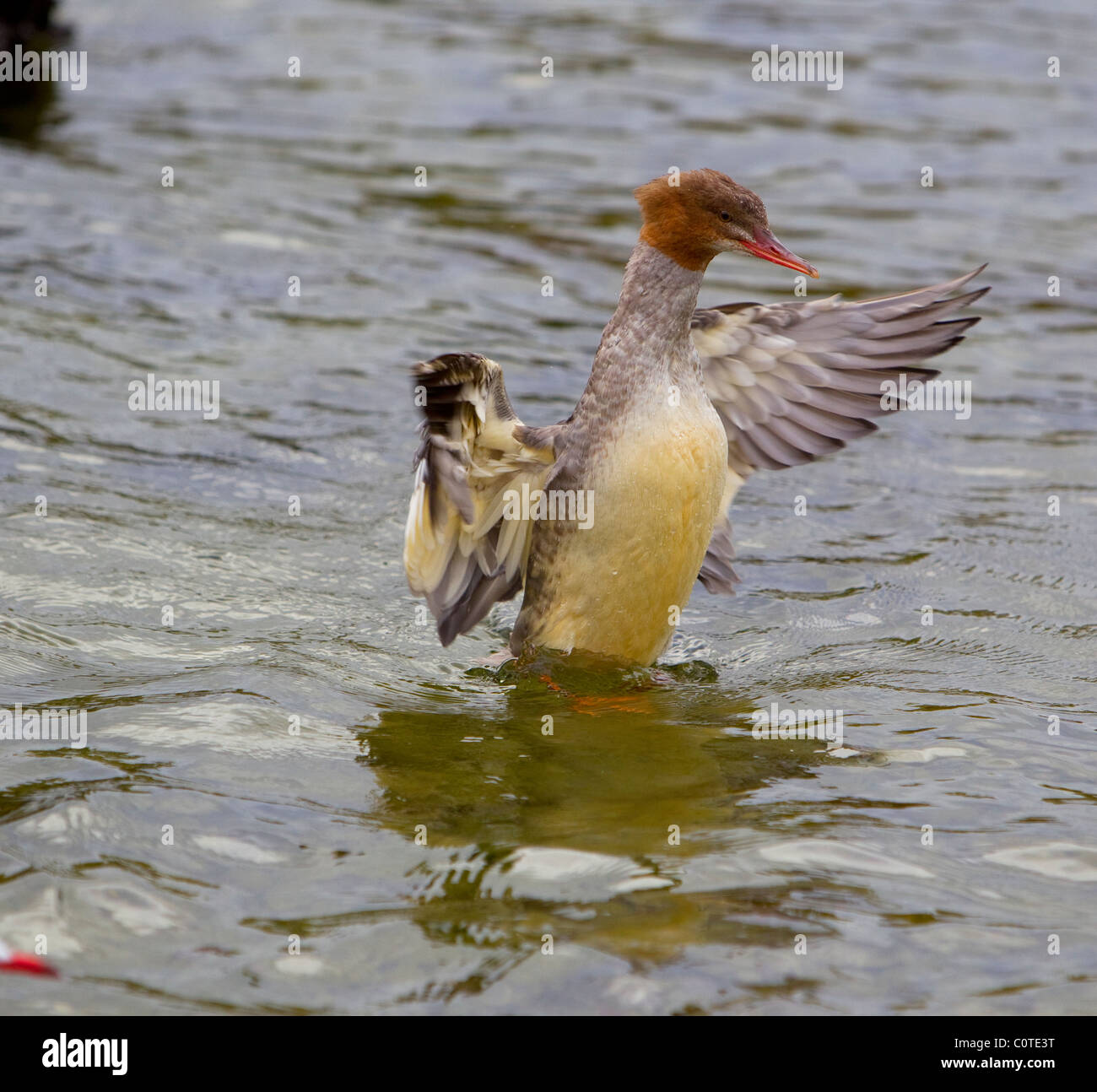 Gänsesäger (Eurasien) Mergus Prototyp große Ente am Lake Windermere Cumbria Stockfoto