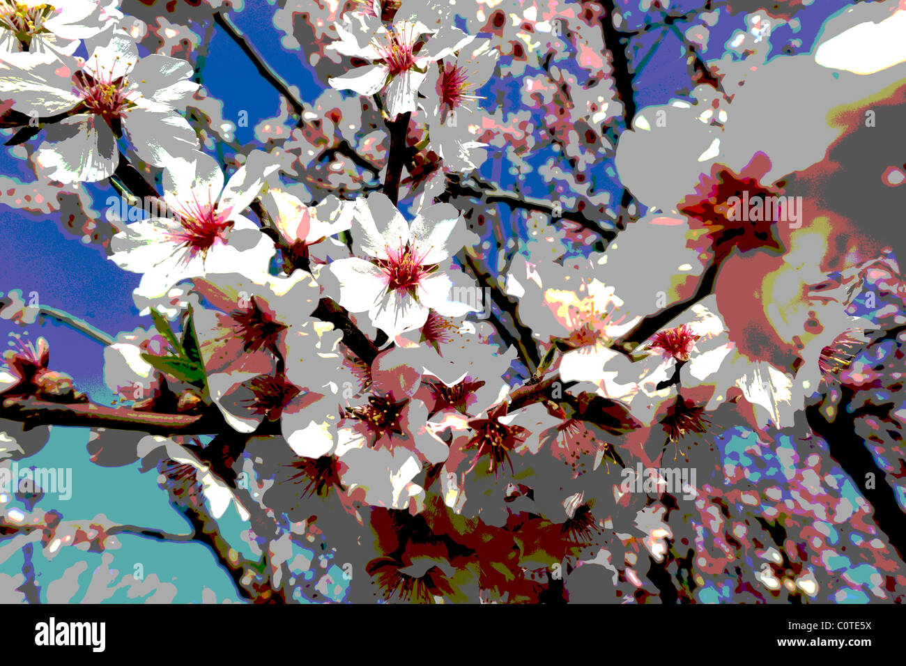 Mandelblüte (Prunus Dulcis), Posterized in Photoshop Stockfoto