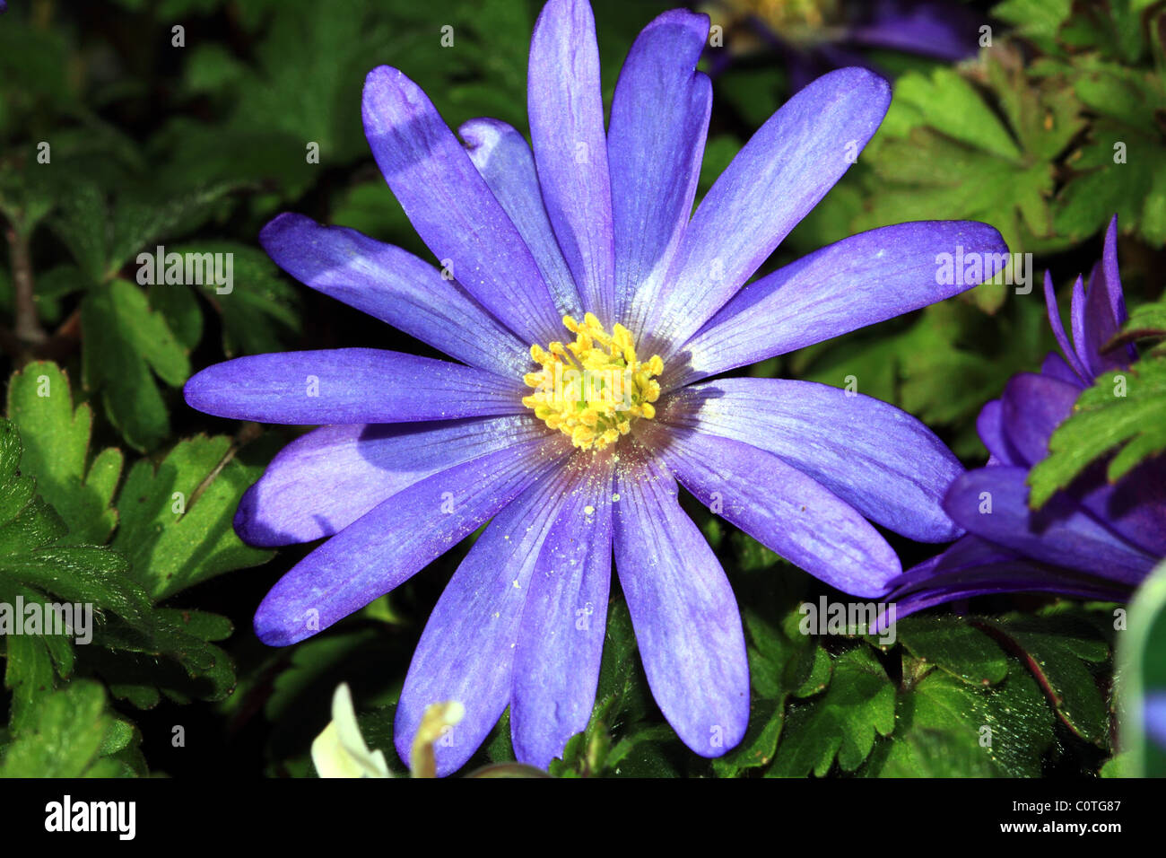 Blaue Anemone Blume Familie Butterblume Stockfoto