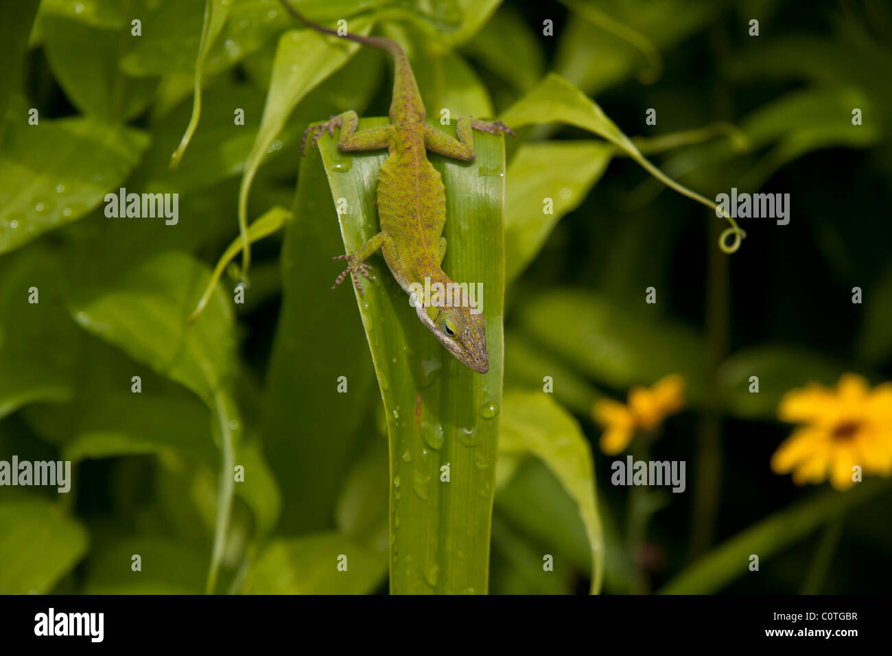 Eine grüne Carolina Anole hockt auf einem Blatt im sonnigen South Carolina. Stockfoto