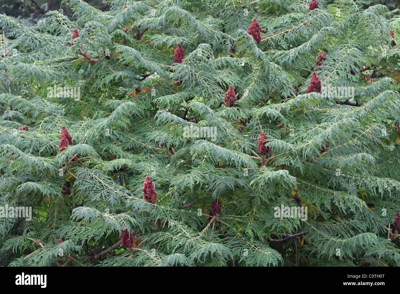Staghorn Sumach (Rhus Typhina) Stockfoto Staghorn Sumach (Rhus Typhina) Stockfoto