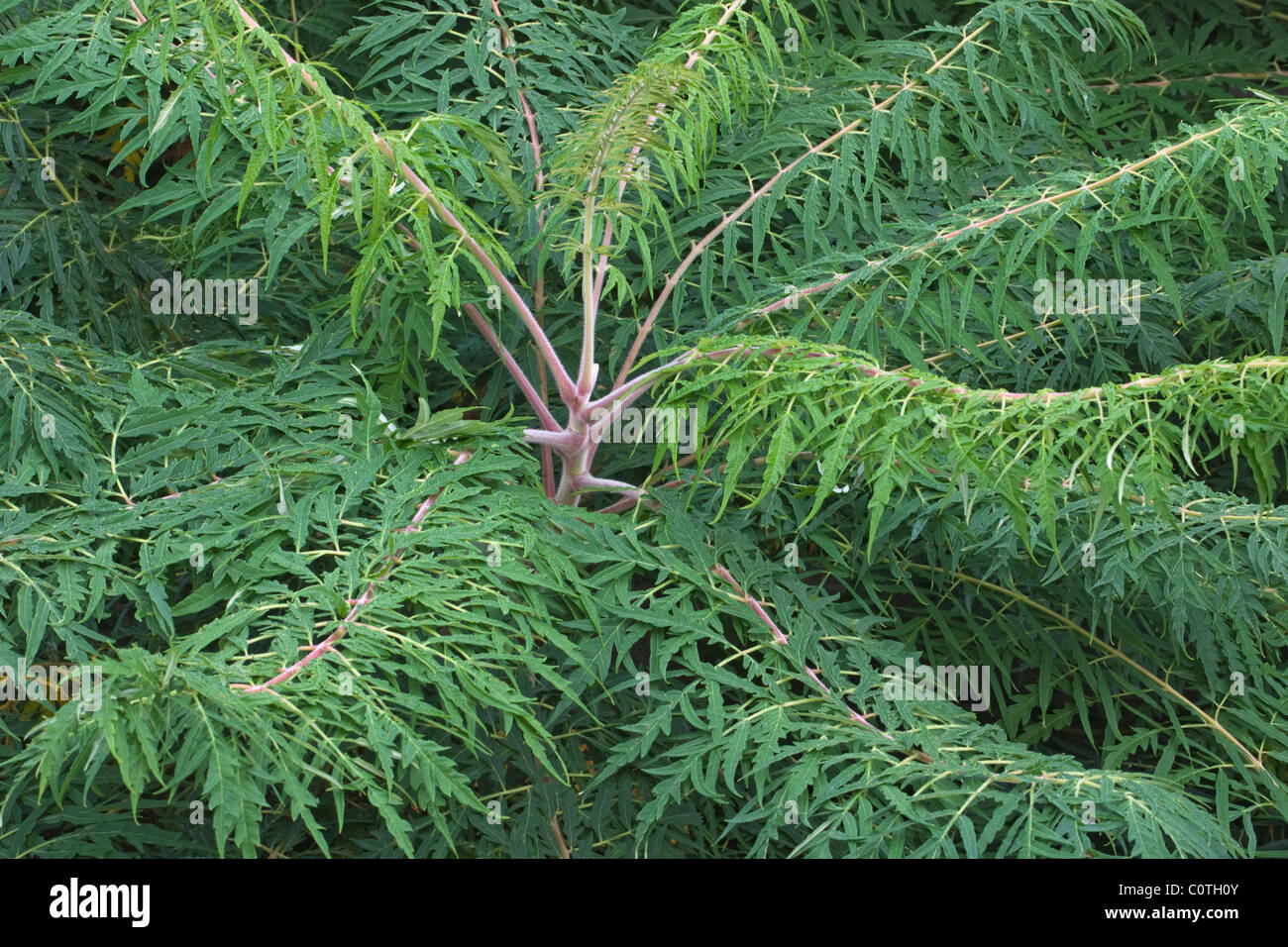 Staghorn Sumach (Rhus Typhina) Stockfoto