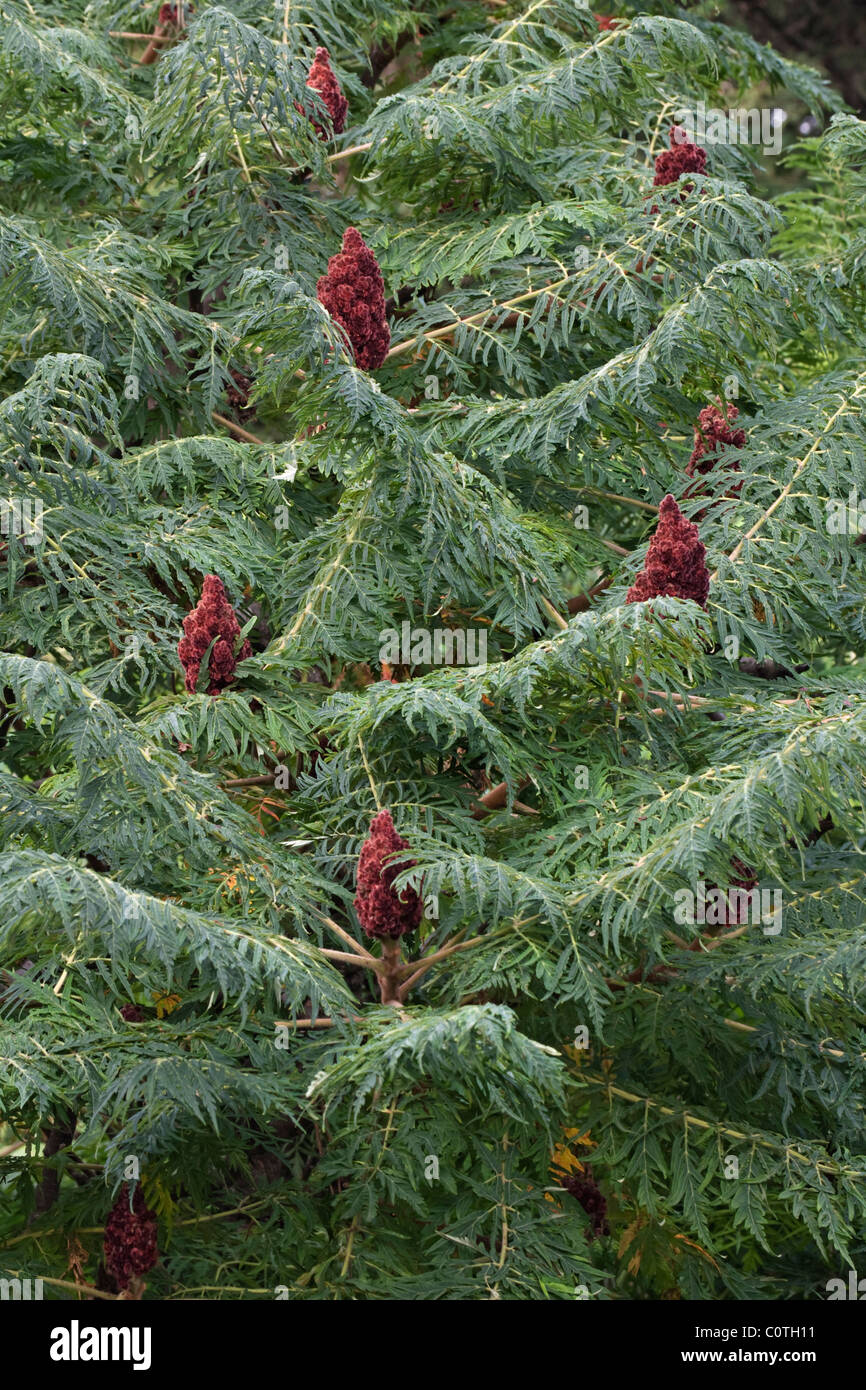 Staghorn Sumach (Rhus Typhina) Stockfoto Staghorn Sumach (Rhus Typhina) Stockfoto