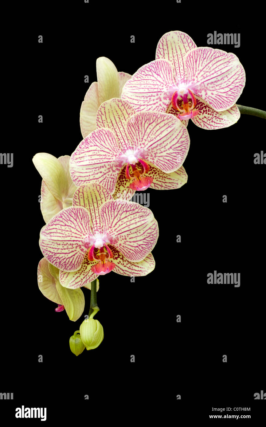 Phalaenopsis-Orchideen auf schwarzem Hintergrund Stockfoto