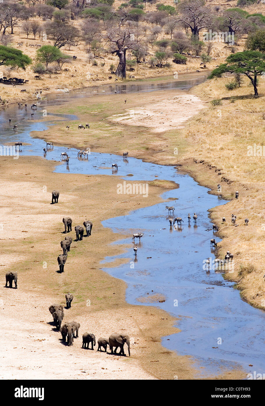 Eine Herde Elefanten (Loxodonta Africana) in Richtung zu trinken am Tarangire-Fluss, Tarangire Nationalpark, Tansania Stockfoto