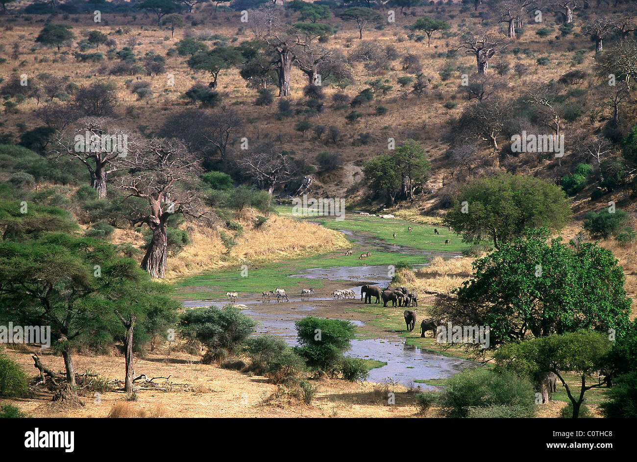 Eine Herde Elefanten (Loxodonta Africana) trinken am Tarangire-Fluss, Tarangire Nationalpark, Tansania Stockfoto