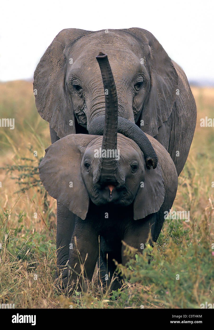 Zwei junge Elefanten Loxodonta Africana spielen das Kalb zeigt eine Warnung Körperhaltung Tarangire Nationalpark Tansania Stockfoto
