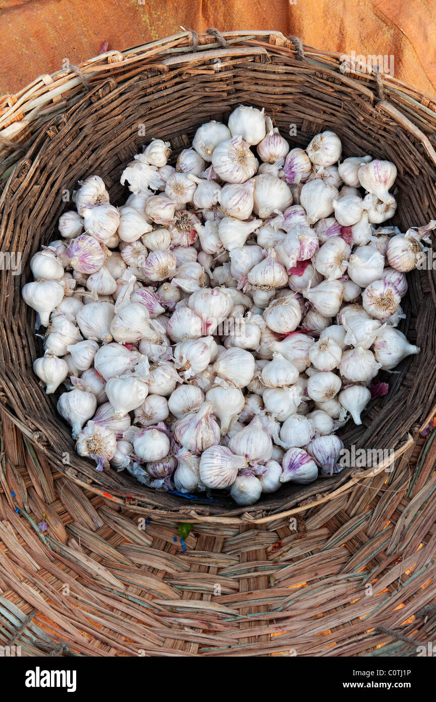 Stapel von Knoblauch Zwiebeln in einer gewebten Korb auf einem indischen Markt. Andhra Pradesh, Indien Stockfoto