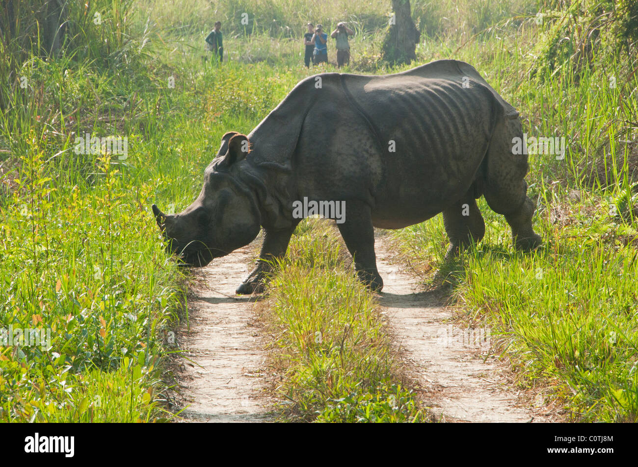 Eine gehörnte asiatischen Nashörner in Chitwan Nationalpark, Nepal Stockfoto