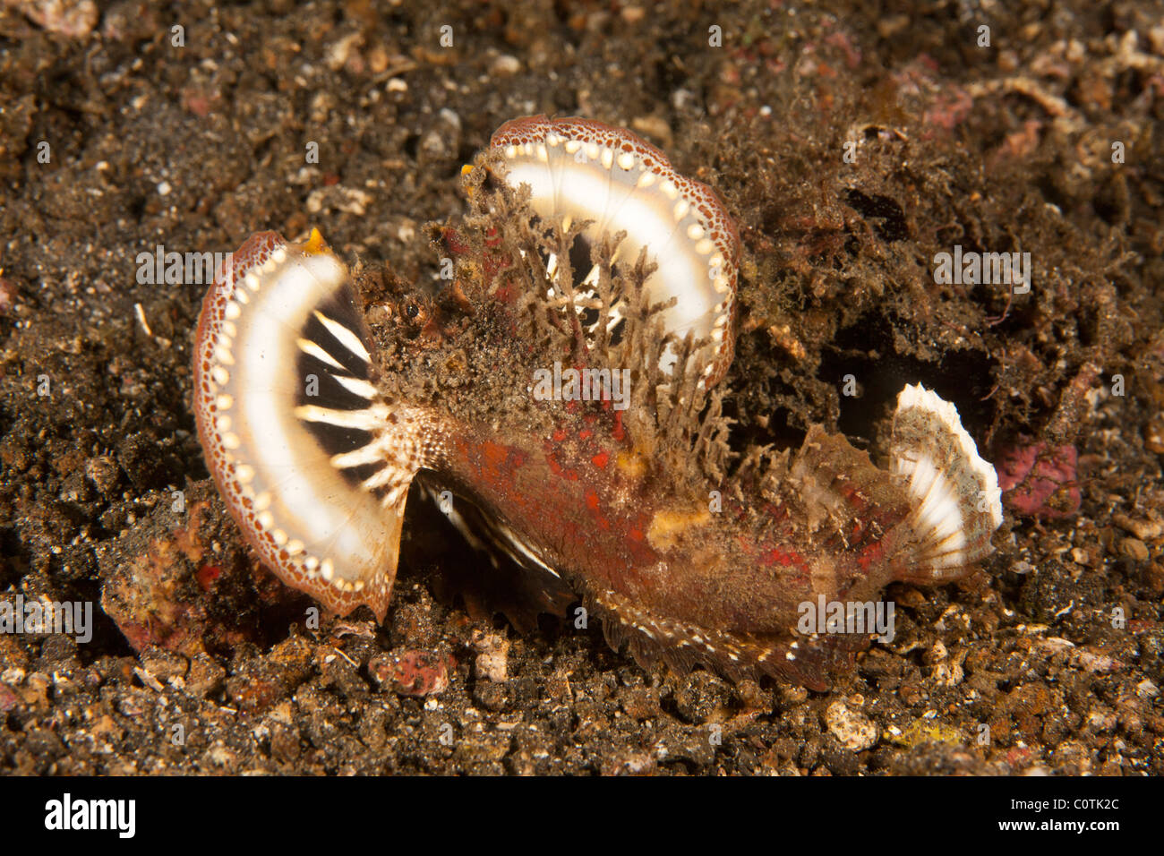 Stachelige Devilfish (Inimicus Didactylus), Lembeh Strait, Nord-Sulawesi, Indonesien Stockfoto