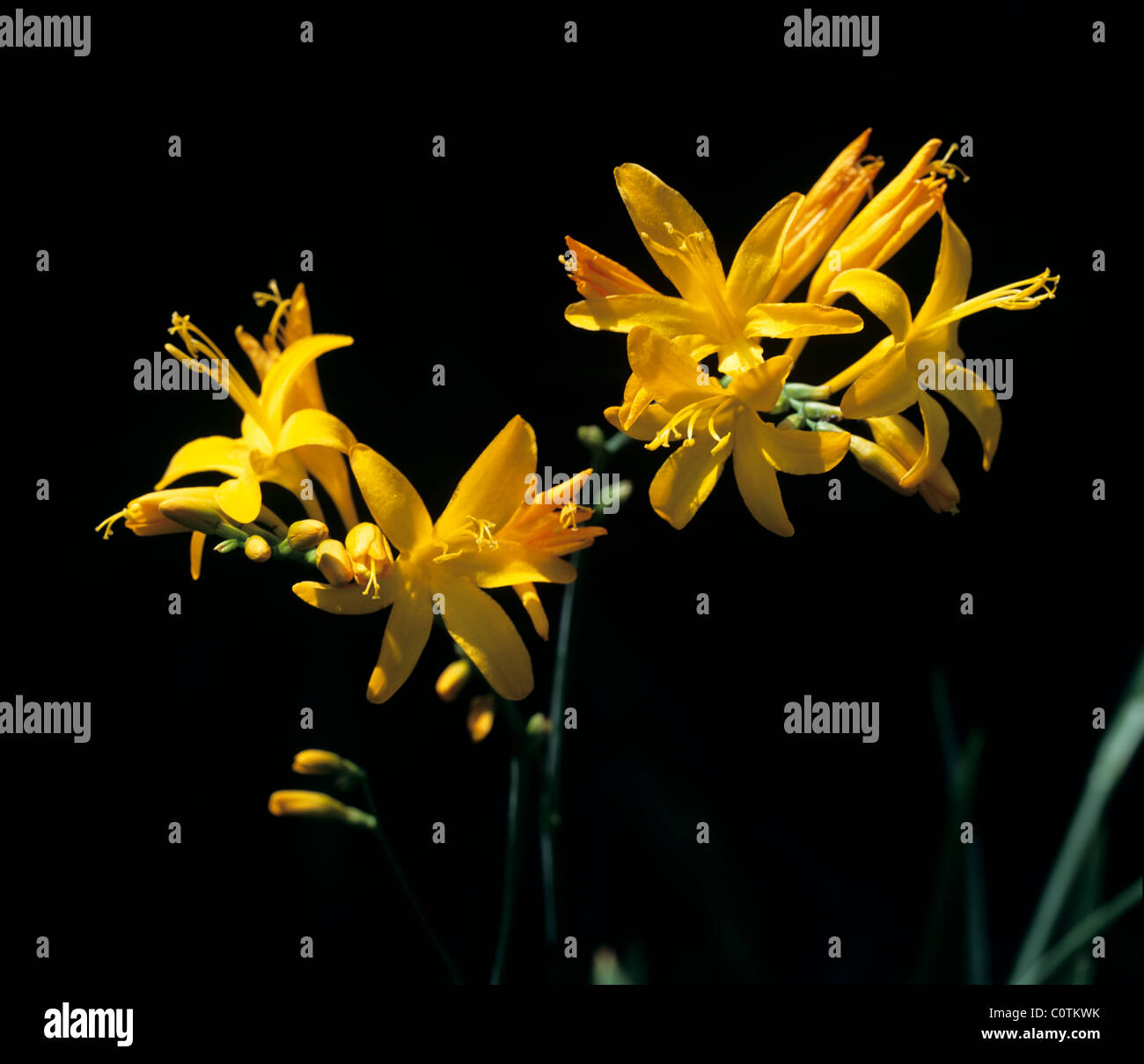 Blütenstand von Crocosmia 'Irish Dawn' Stockfoto