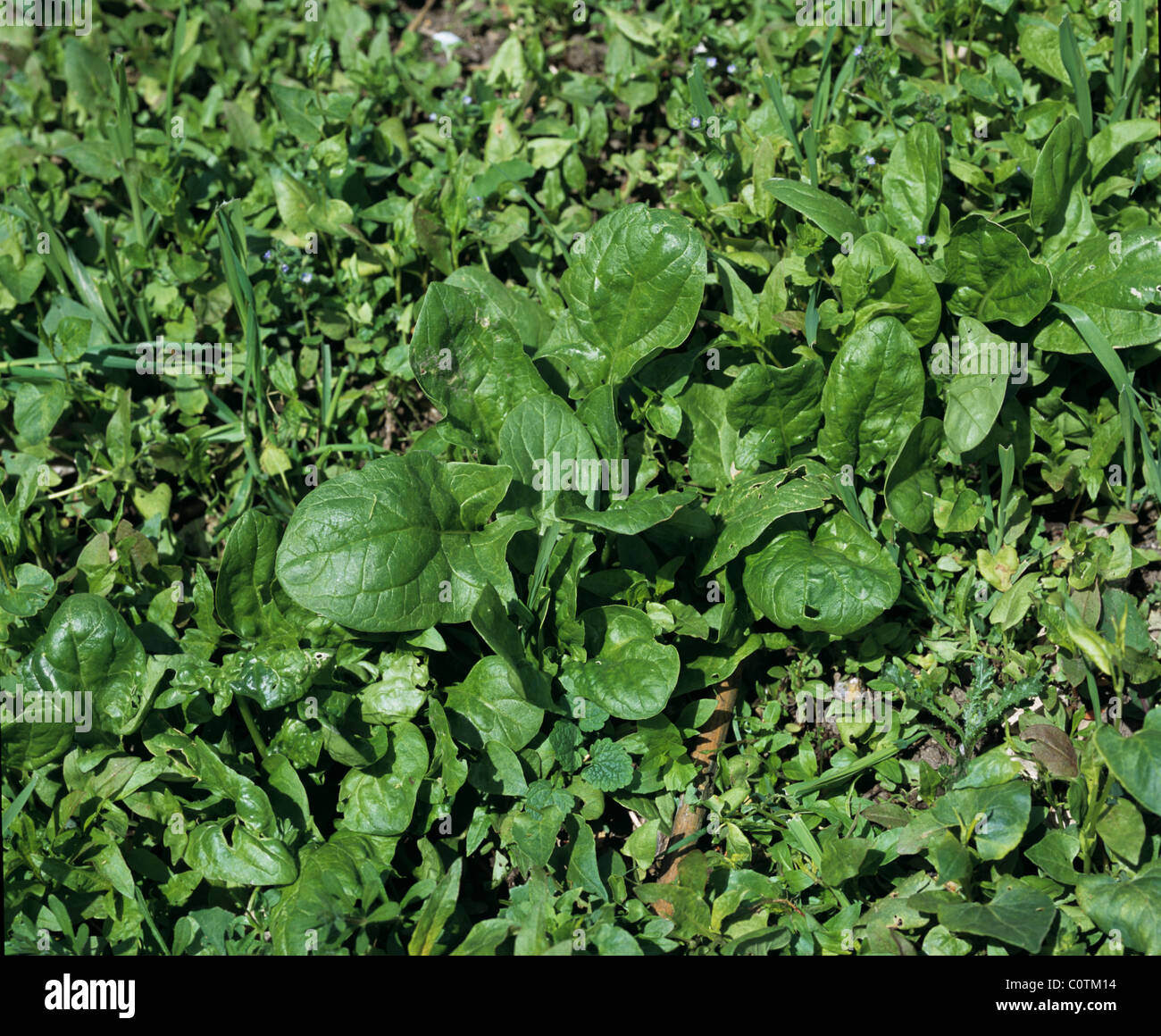 Befall der schweren Acker Unkraut im Garten Gemüsebeet mit jungem ...