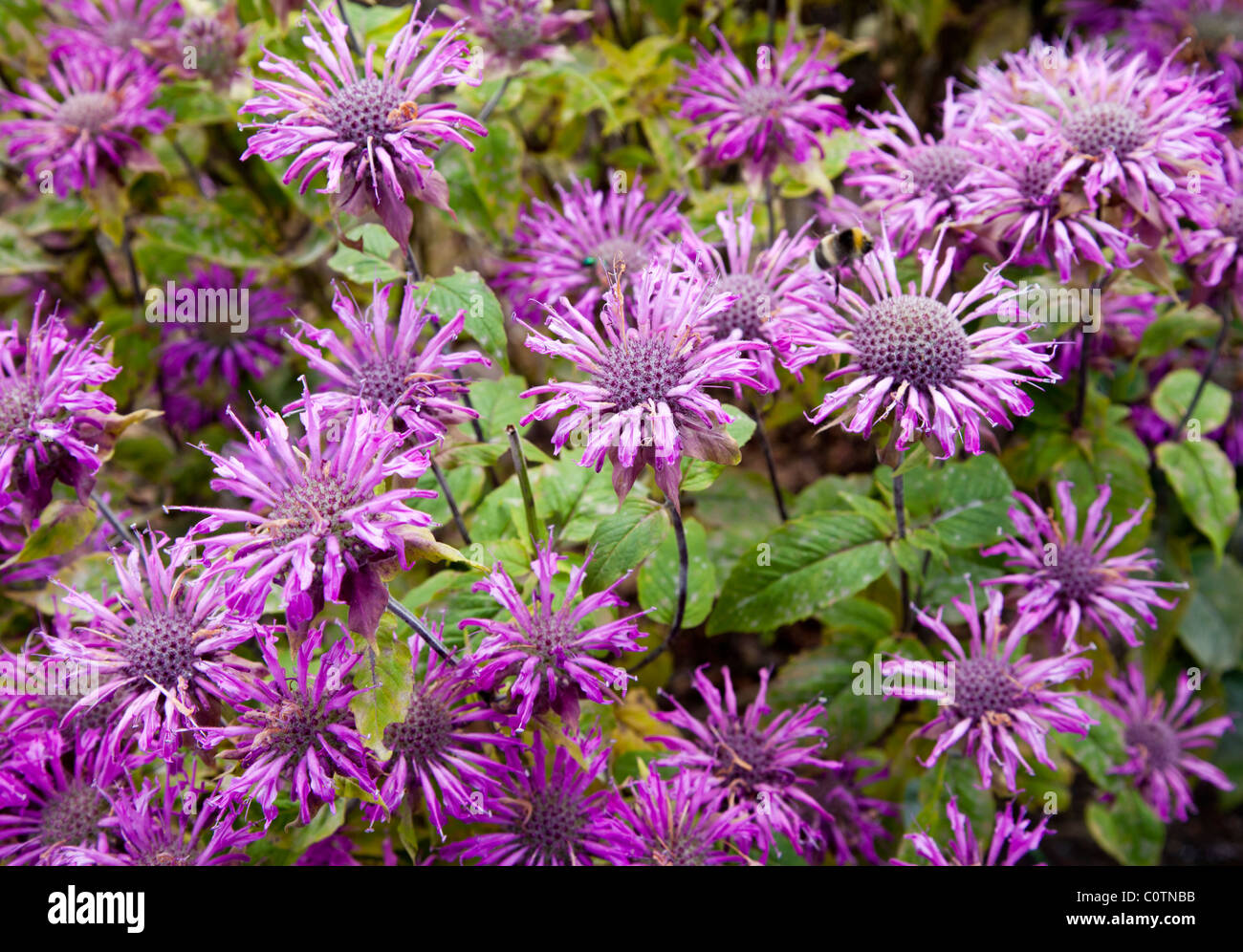 Lemon Mint ( Mentha Citrata , Lamiaceae ) blühenden , Finnland Stockfoto