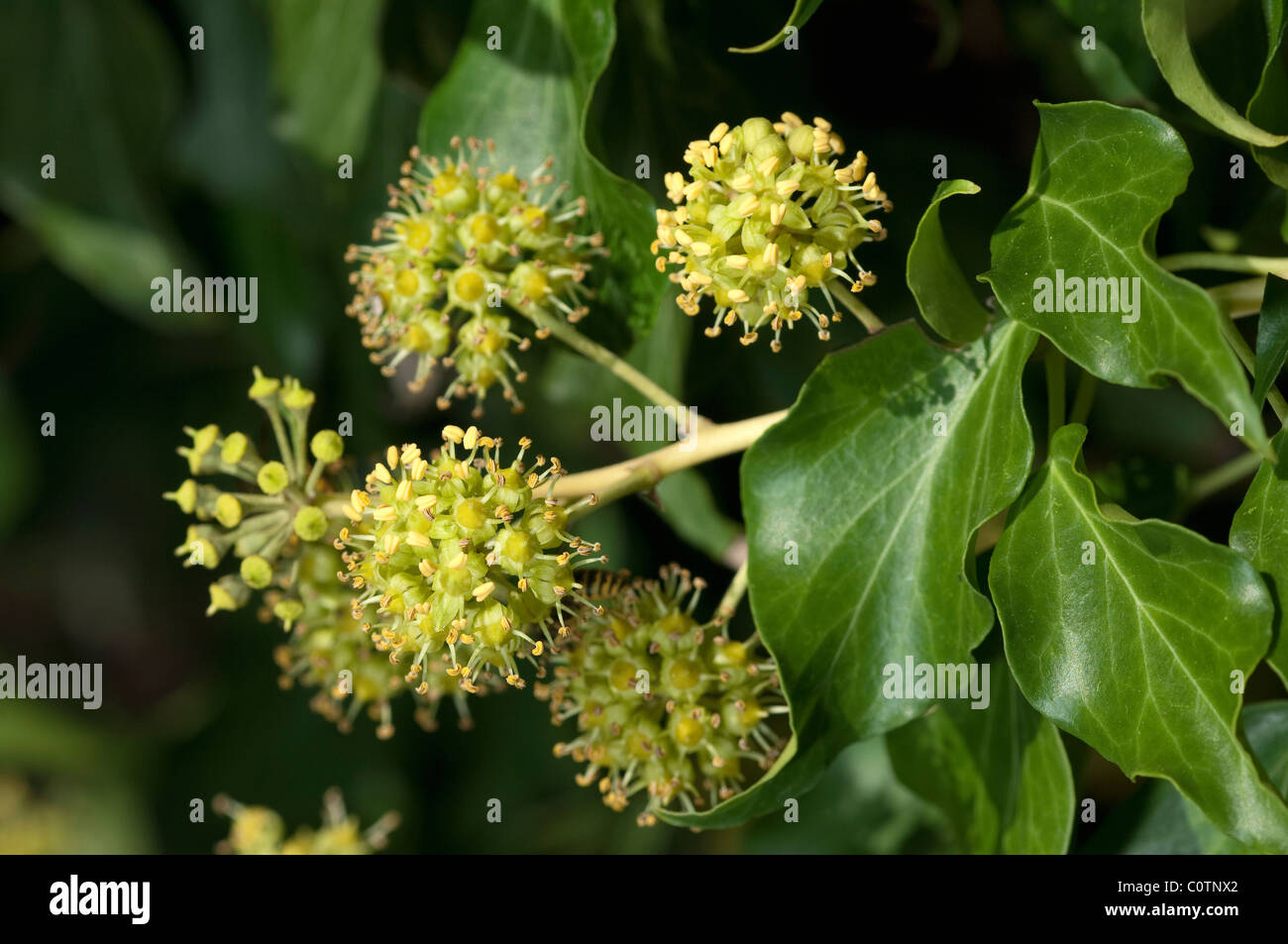 Gemeinsamen Efeu, Englisch Efeu (Hedera Helix), blühender Zweig. Stockfoto