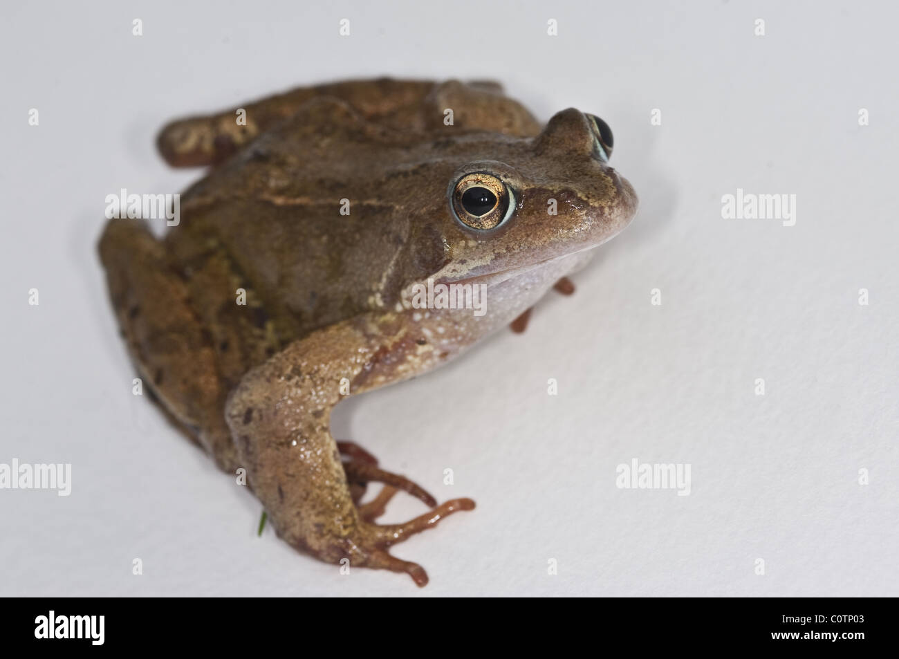 Grasfrosch (Rana Temporaria) auf weißem Grund. Stockfoto