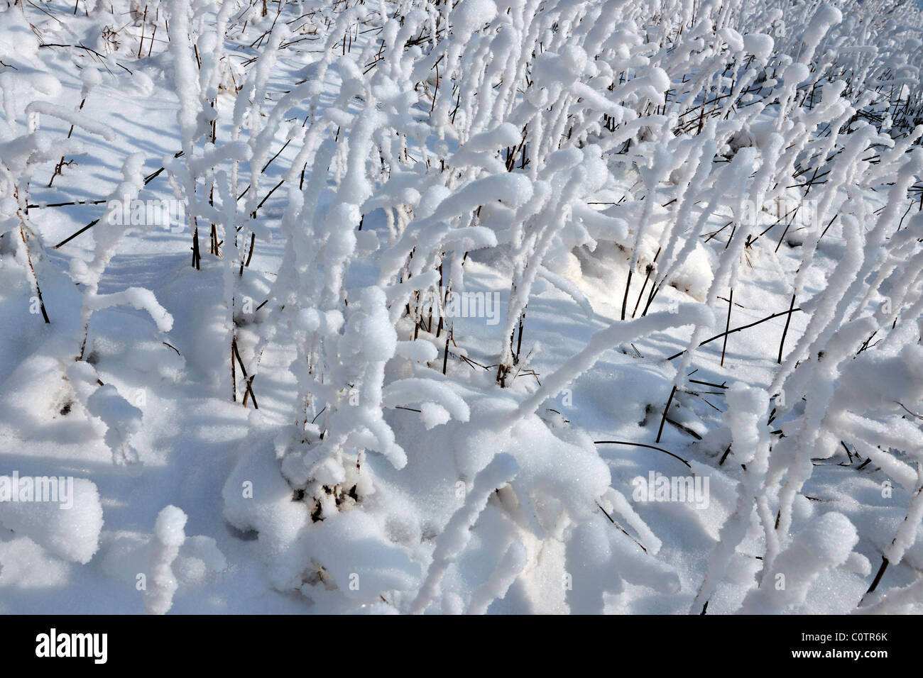 Winter Schnee Natur, detail Stockfoto