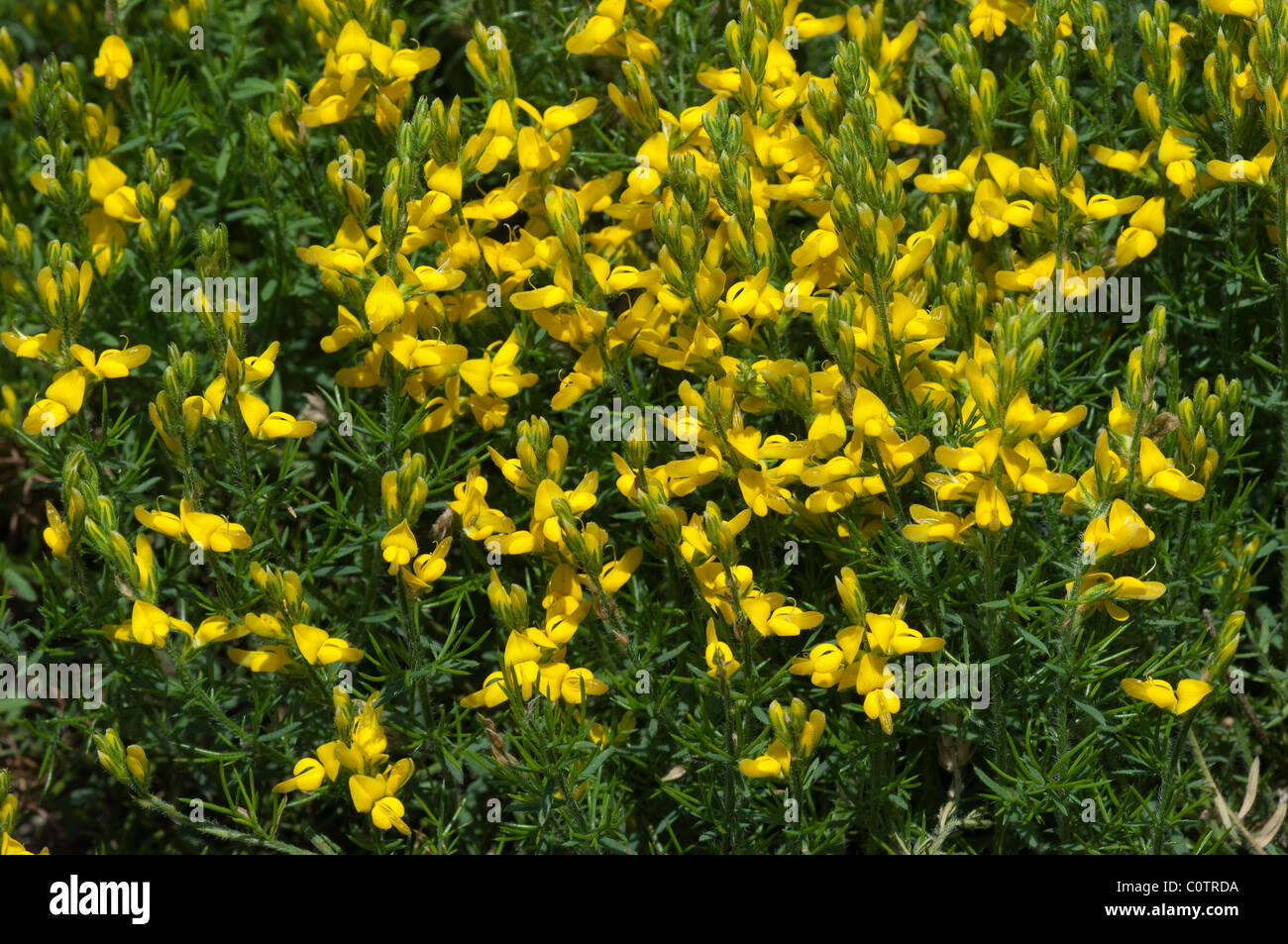 Dalmatinischen Ginster (Genista Sylvestris), blühenden Busch. Stockfoto