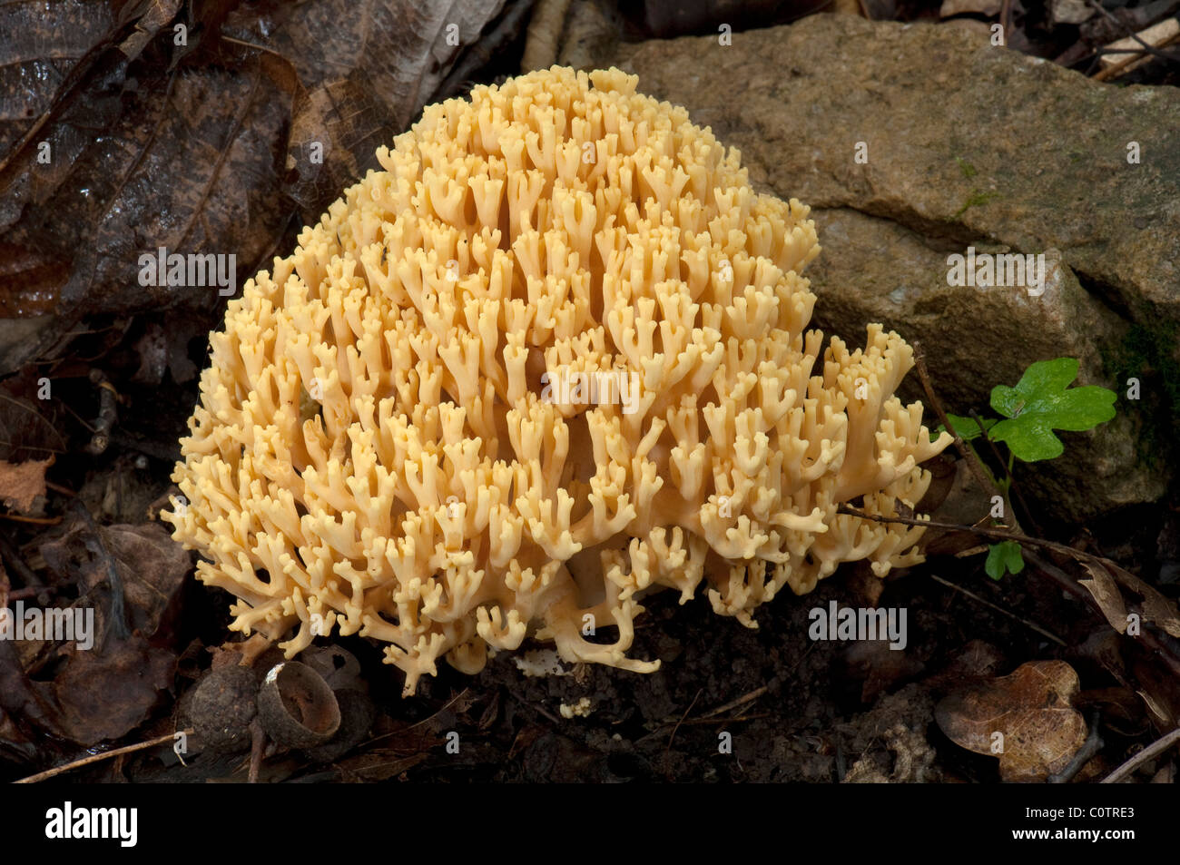 Golden Coral Pilz (Ramaria Aurea), Fruchtbildung Körper auf dem Waldboden. Bayern, Deutschland. Stockfoto