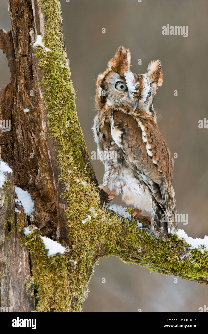 Common Screech Owl, (Megascos asio) Rufous oder Red Phase, Winter, Eastern USA, von Skip Moody/Dembinsky Photo Assoc Stockfoto