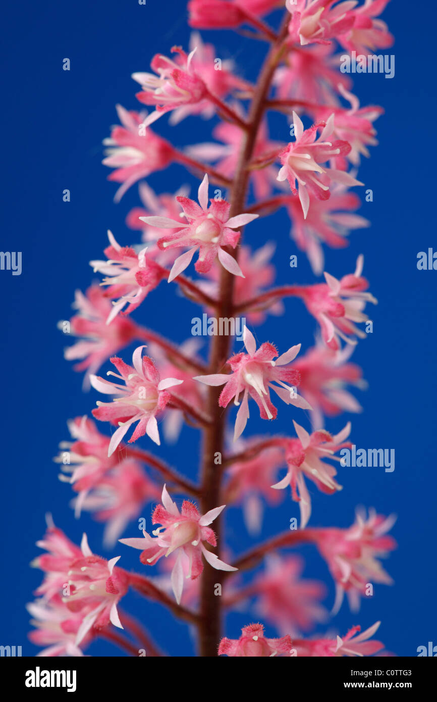 × Heucherella 'Dayglow Pink' (schaumig Glocken) Mai Stockfoto