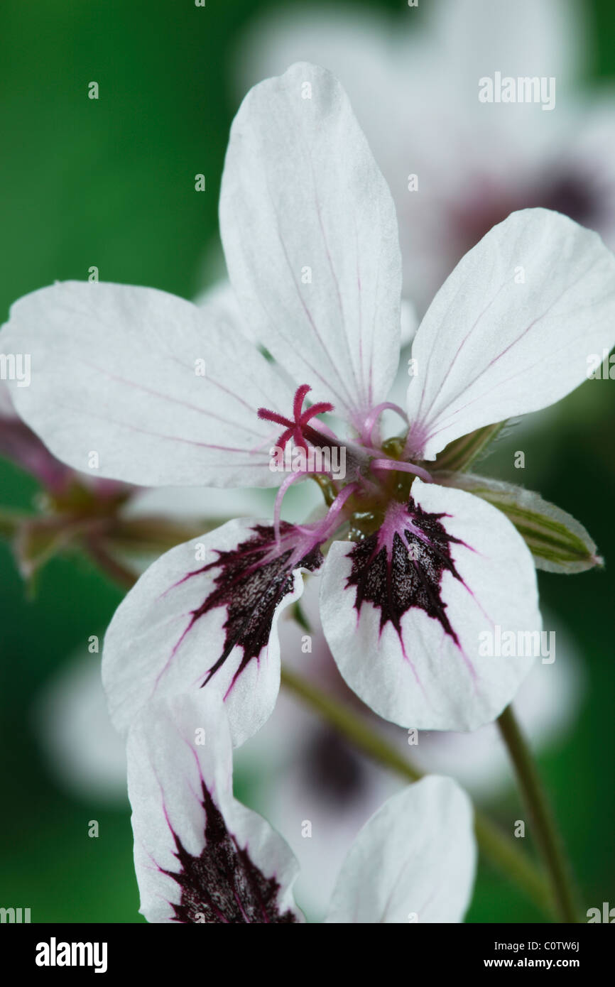 Erodium "Stephanie" (des Reihers Bill, Bill Stork es) kann Stockfoto