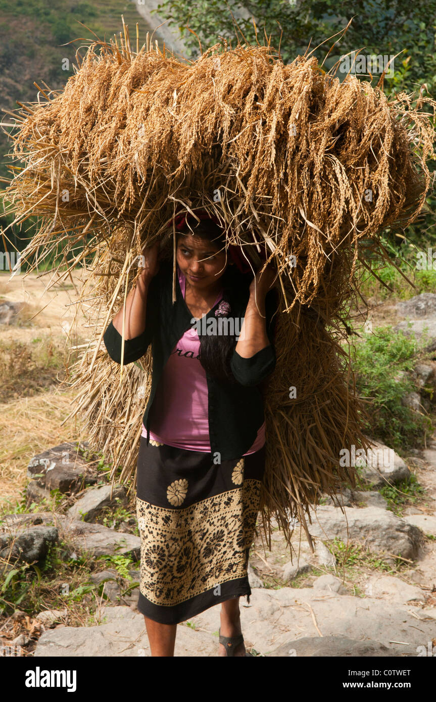 Reisbauer in der Annapurna Region Nepal Stockfoto